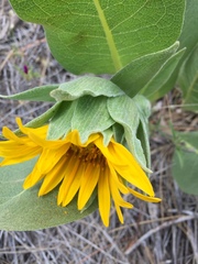 Wyethia helenioides