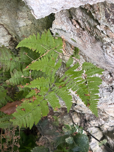 limestone oak fern