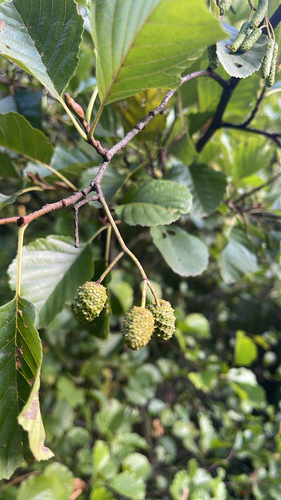 common alder