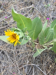 Wyethia helenioides
