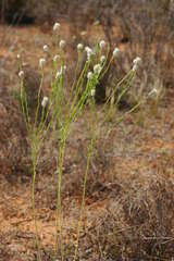 Pimelea trichostachya