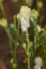 Pimelea trichostachya