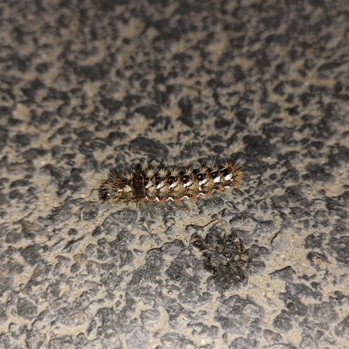 Knot Grass Moth