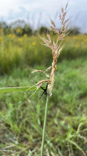 Southern Black Widow