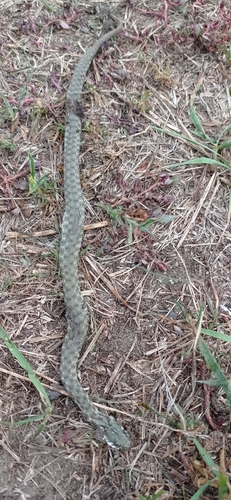 Tessellated Water Snake