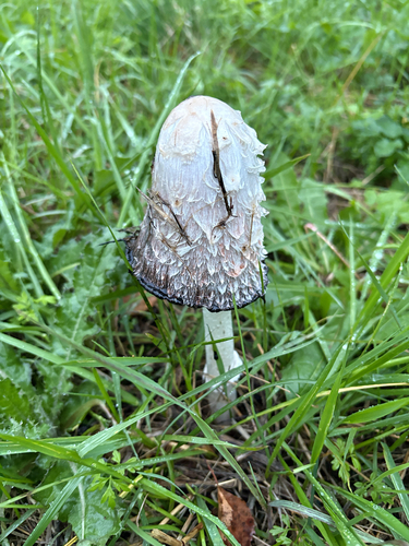 Shaggy Mane
