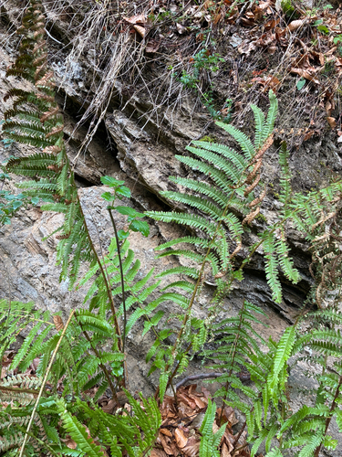 male fern
