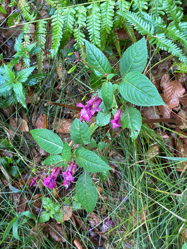 Himalayan balsam