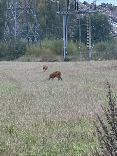 Western Roe Deer