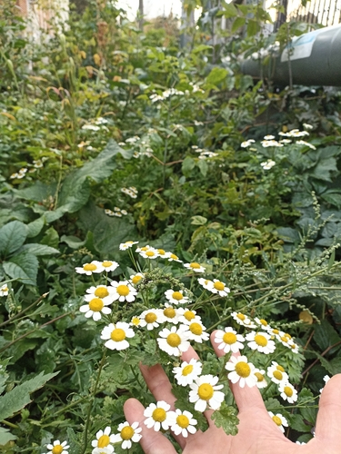 feverfew