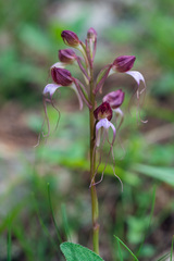 Himantoglossum comperianum