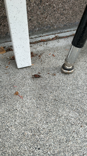 Western Conifer Seed Bug