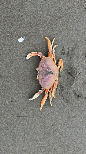 Dungeness Crab