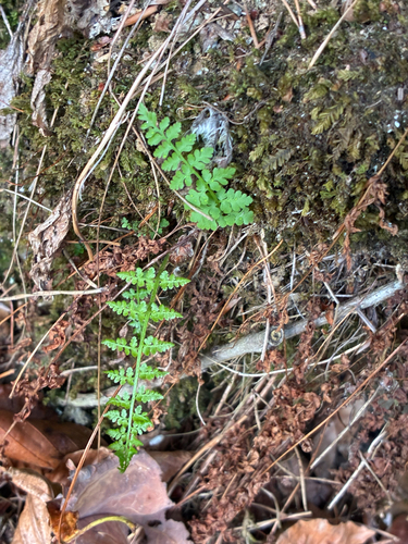 Cystopteris fragilis complex