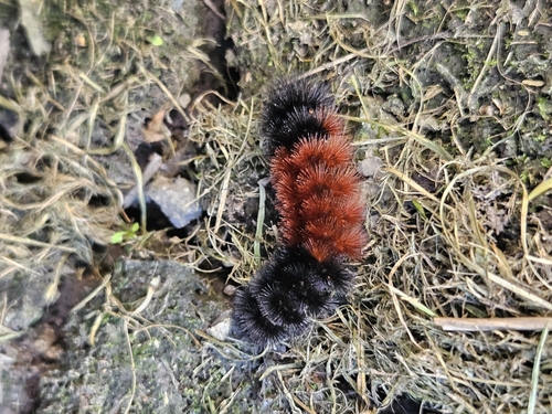 Isabella Tiger Moth