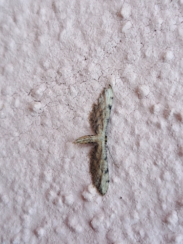 Idaea attenuaria