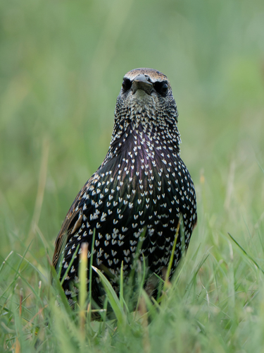 European Starling