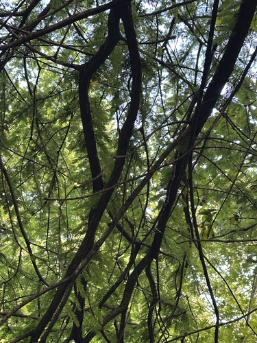 Taxodium distichum, photograph 4