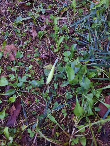 European Mantis