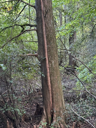 Taxodium distichum, photograph 5