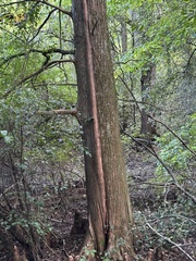 Taxodium distichum, photograph (c) Maxton Strait, some rights reserved (CC BY)
