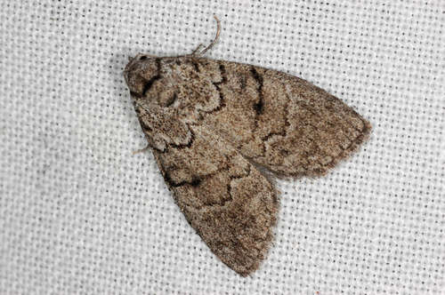 Gum Leaf Skeletoniser photo 4
