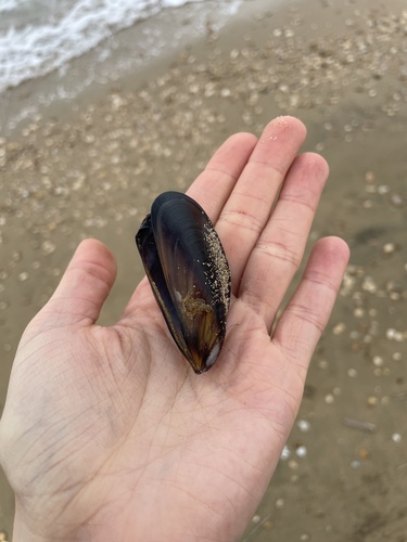 Mediterranean Mussel