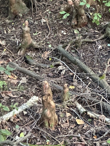Taxodium distichum, photograph 6