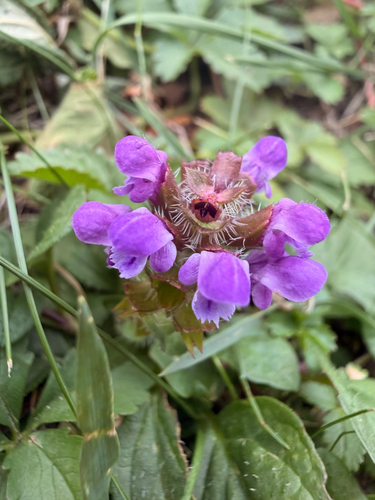 common selfheal