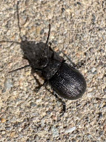 black-punctured leaf beetle