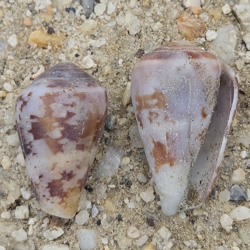 Conus ermineus observed 2026-09-24