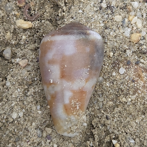Conus ermineus observed 2026-09-24
