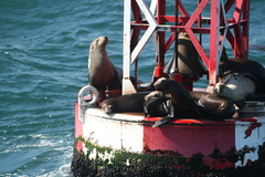 Zalophus californianus
