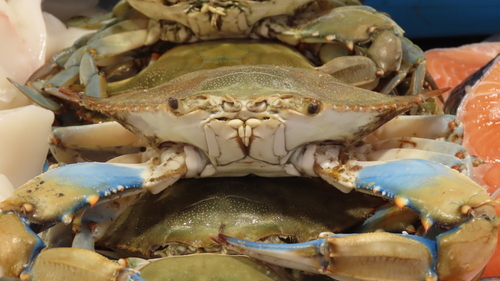 Atlantic Blue Crab