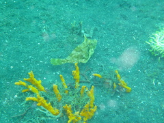 Pseudomonacanthus macrurus
