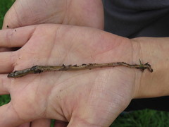 Continenticola