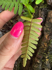 (c) Shelby Lyn Sanders, some rights reserved (CC BY) Pleopeltis michauxiana, photograph (c) Shelby Lyn Sanders, some rights reserved (CC BY)