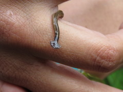 Continenticola