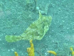 Pseudomonacanthus macrurus