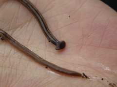 Continenticola