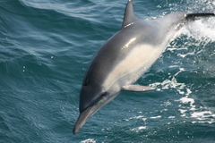 Delphinus delphis