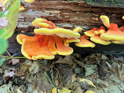 chicken of the woods