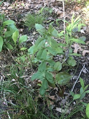 Lysimachia quadrifolia