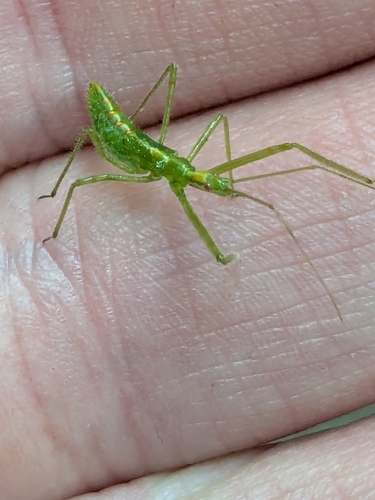 Pale Green Assassin Bug