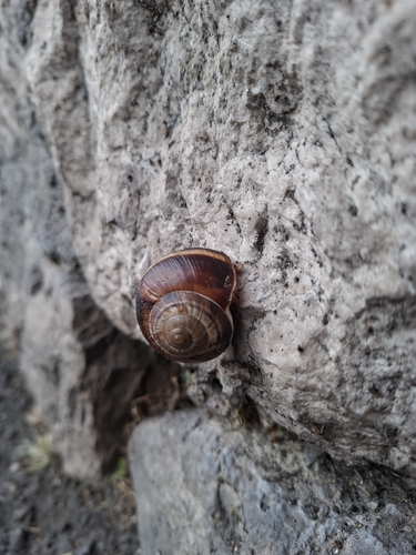 Turkish Snail