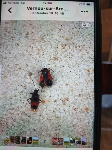 Melanocoryphus albomaculatus