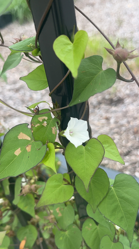 White Morning-glory