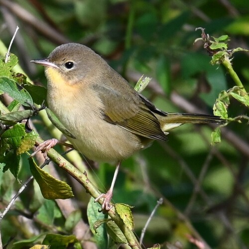 Common Yellowthroat