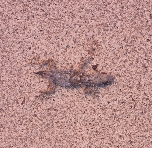 Tarentola mauritanica mauritanica