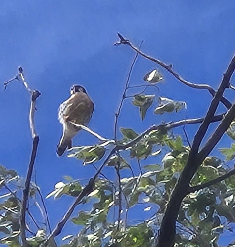 American Kestrel